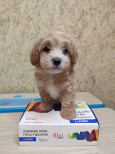 Хлопчики мальтипу Ф1