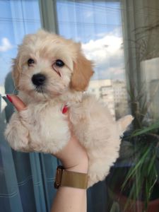 Хлопчики мальтипу Ф1