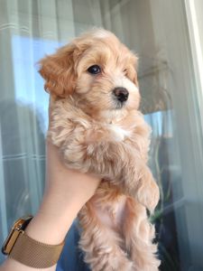 Хлопчики мальтипу Ф1