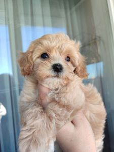 Хлопчики мальтипу Ф1