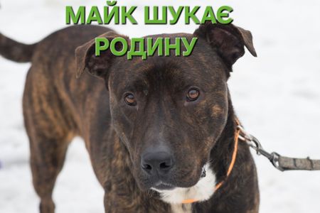 Неймовірно крутий пес шукає родину 🏡