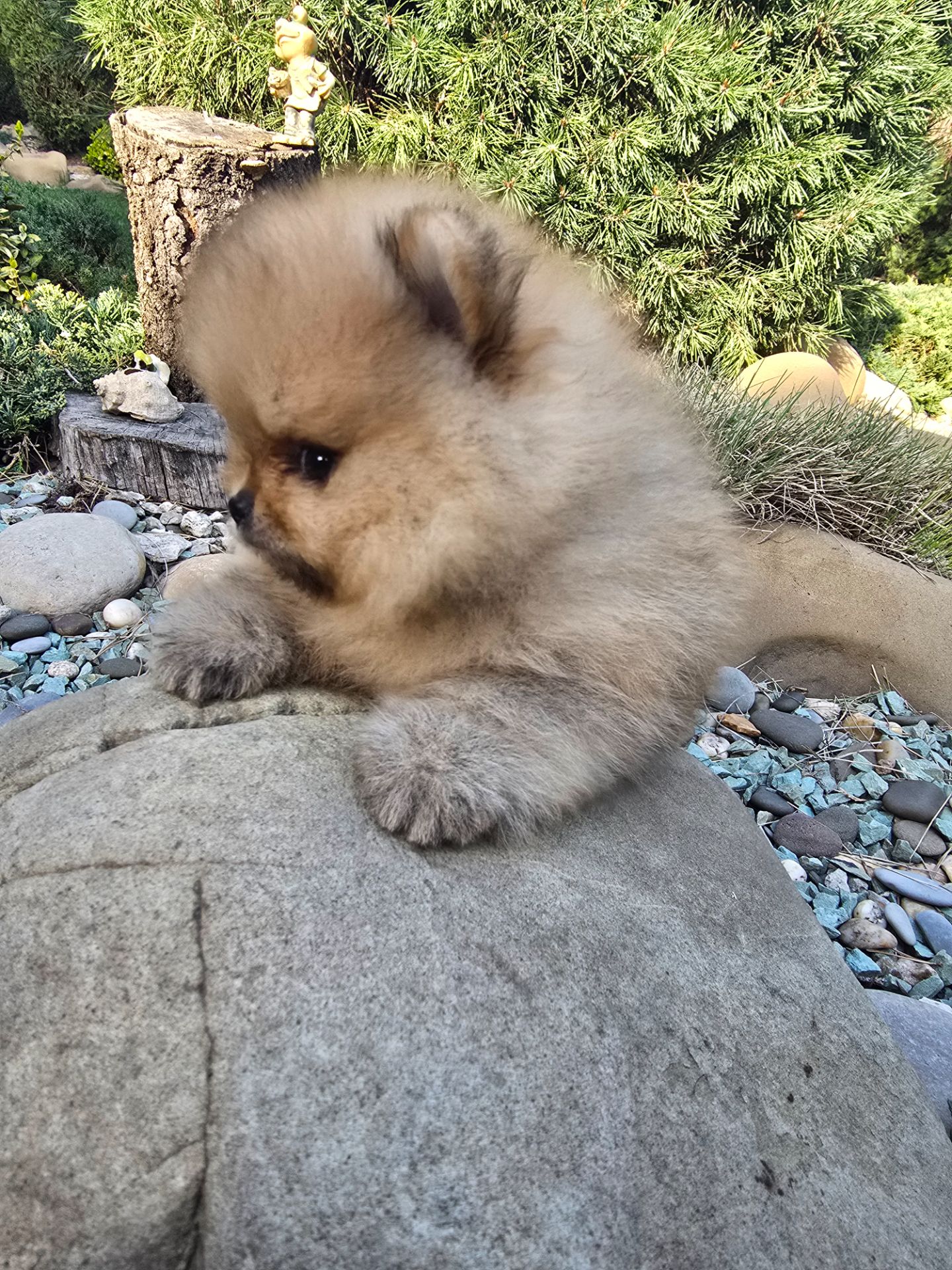 Vip щенки померанског шпица