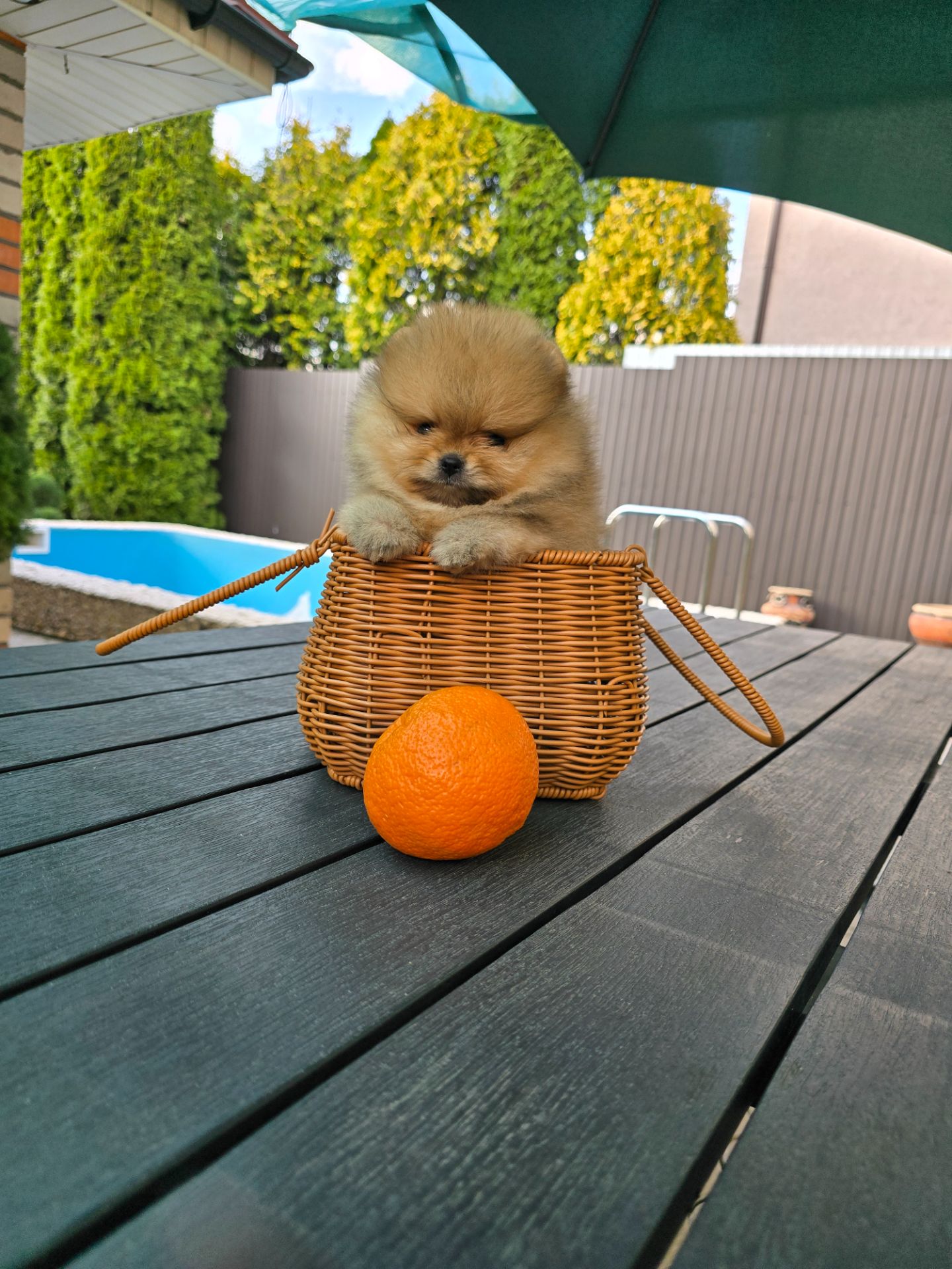 Vip щенки померанског шпица