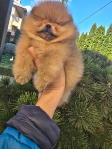 Vip щенки померанског шпица