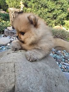 Vip щенки померанског шпица