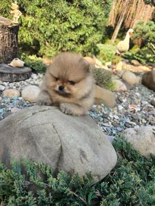 Vip щенки померанског шпица