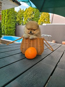 Vip щенки померанског шпица