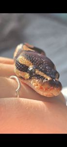 Сумка Королевского Питона