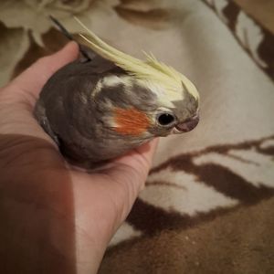 Корелла дівчинка шукає люблячу родину