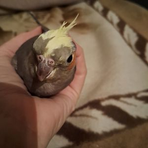 Корелла дівчинка шукає люблячу родину