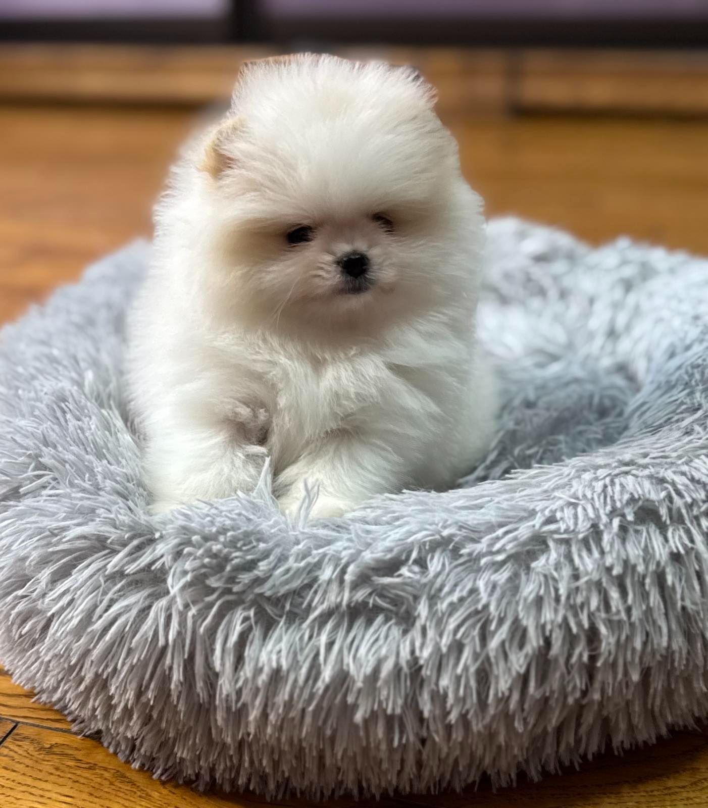 Померанський шпіц