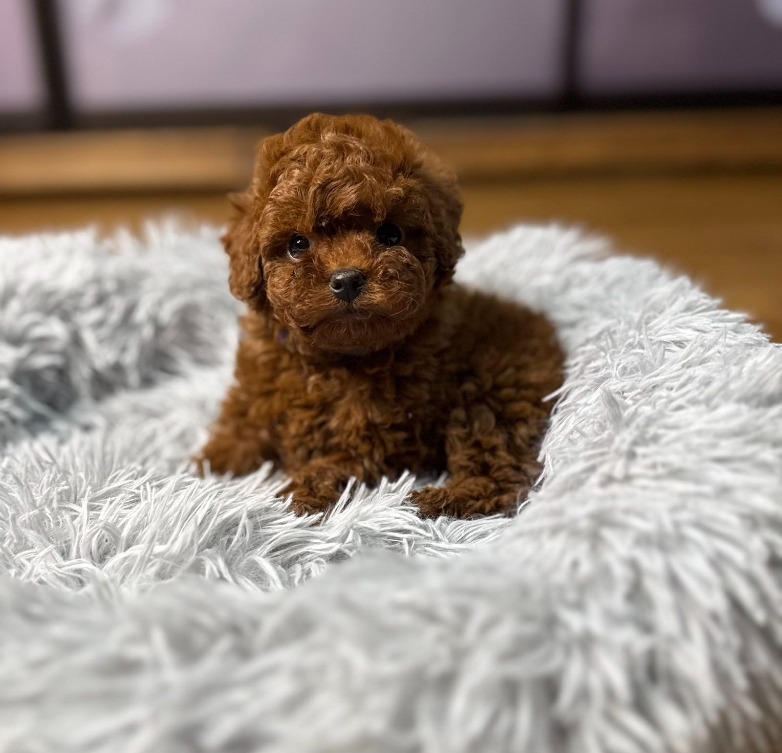 Пудель той Китай