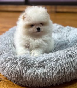 Померанський шпіц