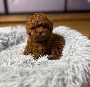 Пудель той Китай