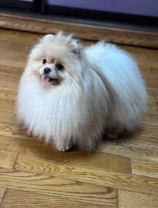 Померанський шпіц