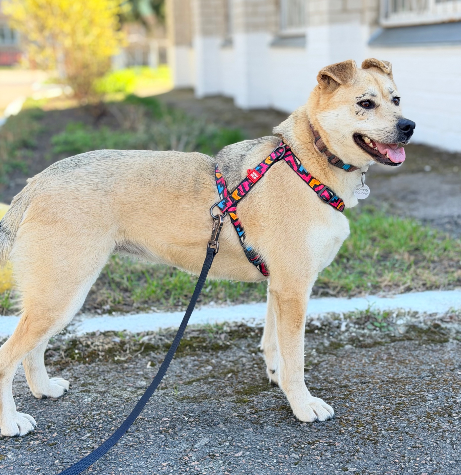 Біла собака Маруся