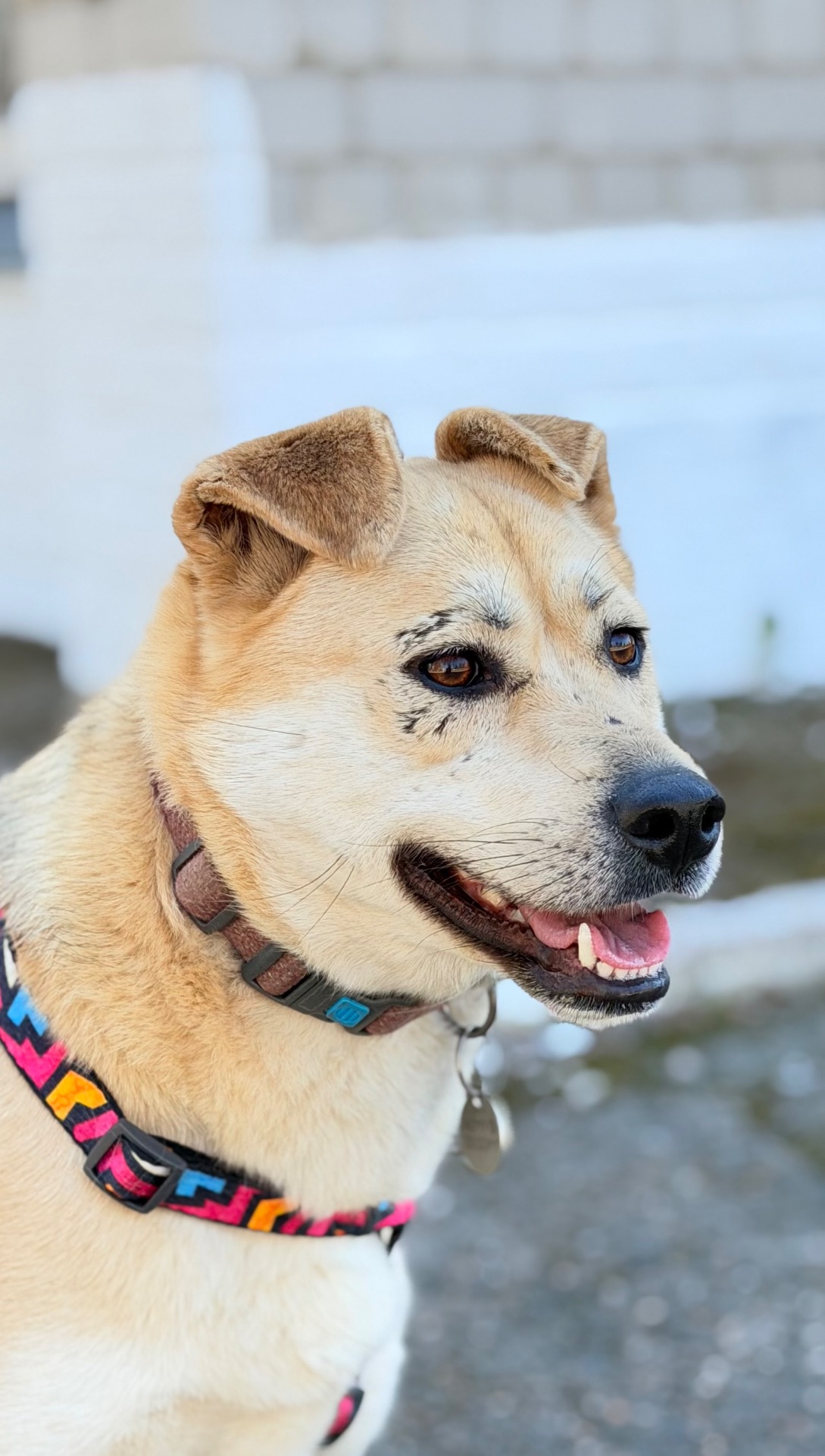 Біла собака Маруся