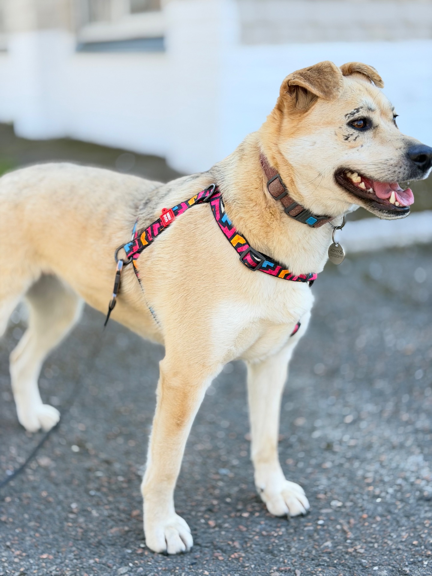 Біла собака Маруся