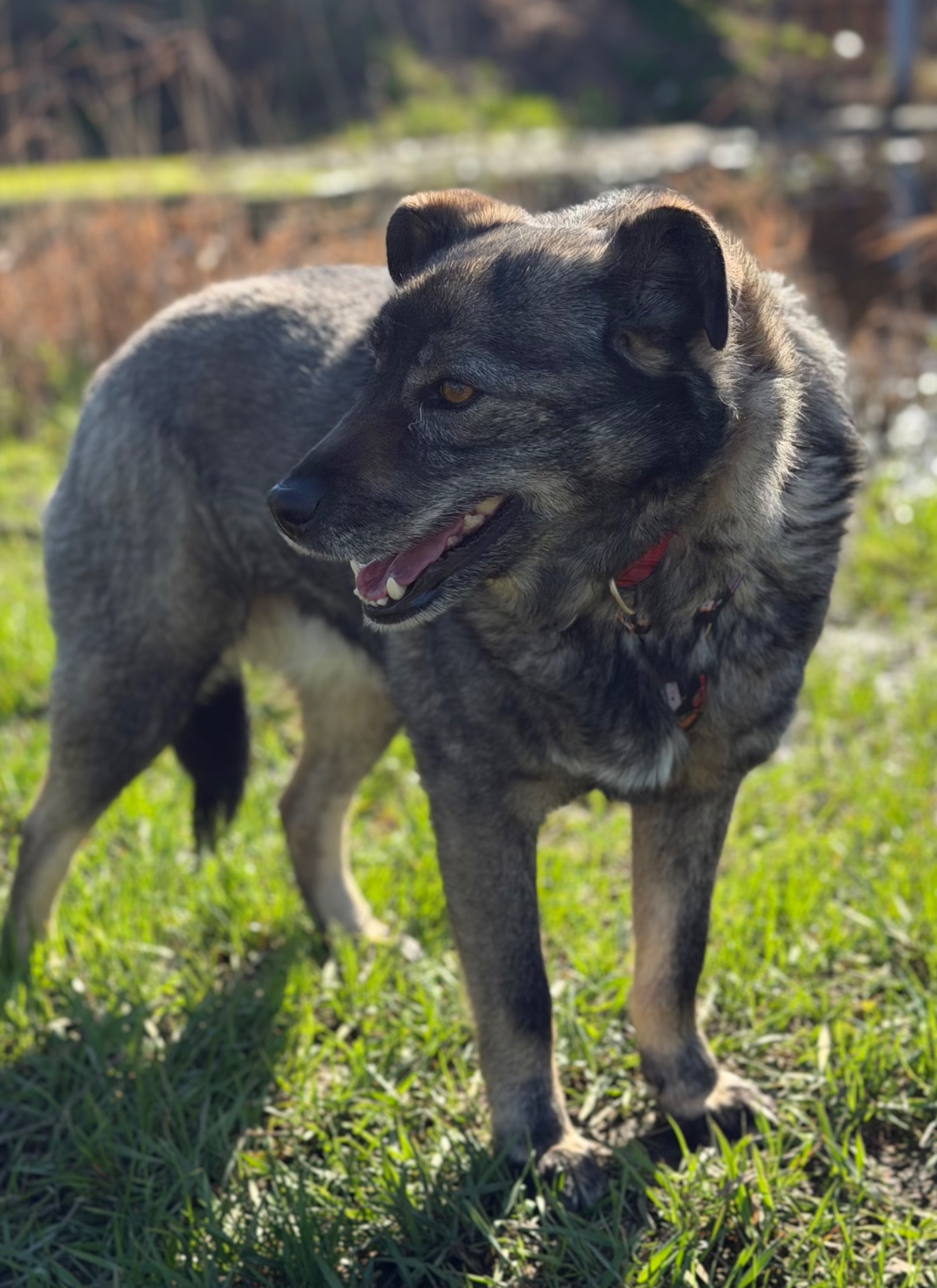 Собака спокійний характер Кося