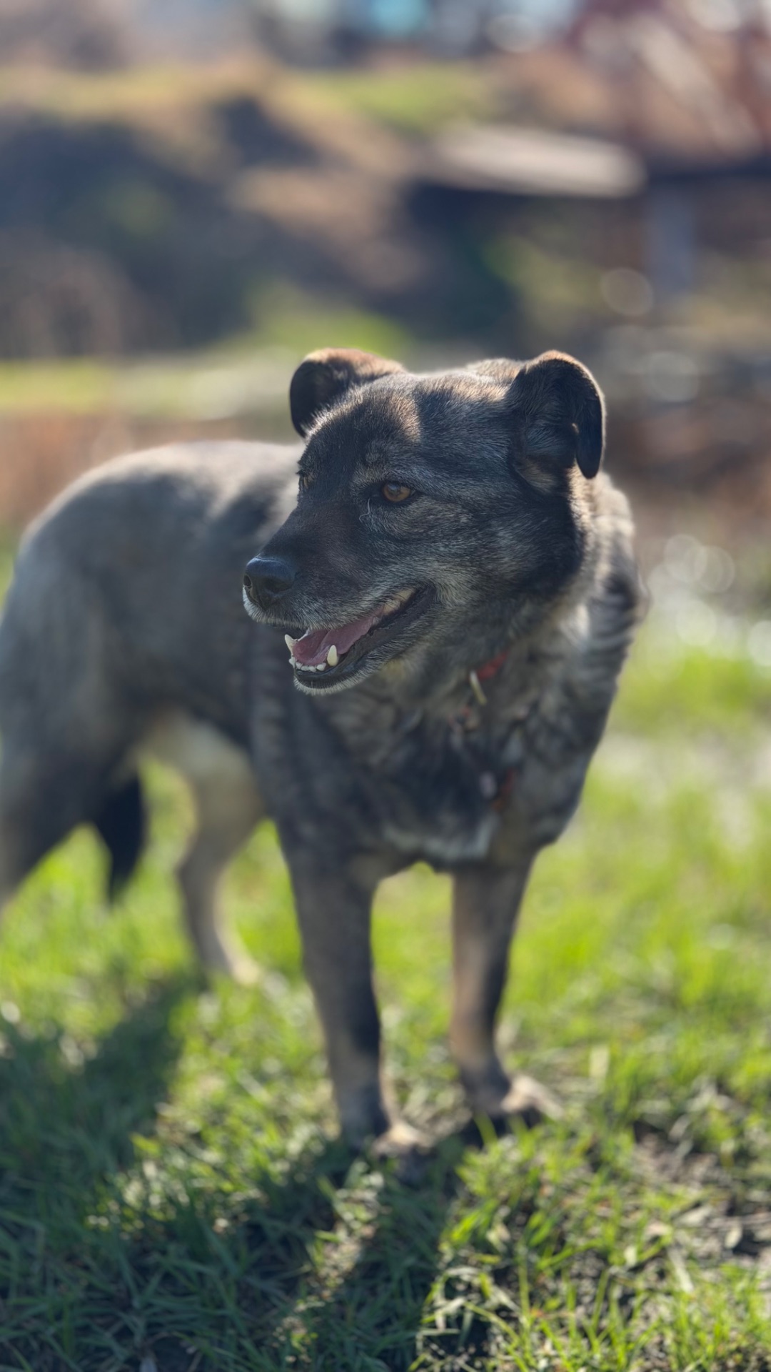Собака спокійний характер Кося