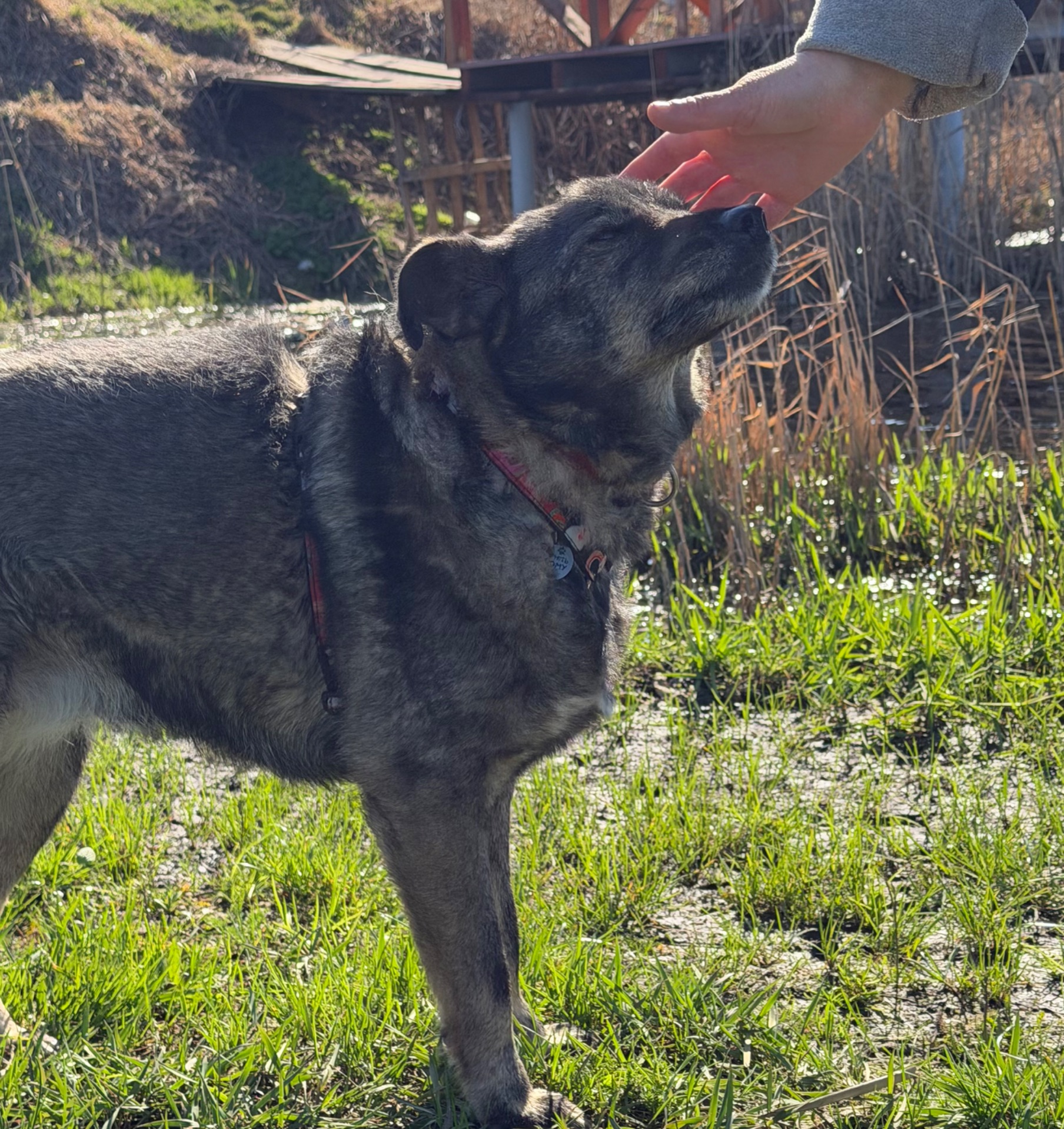 Собака спокійний характер Кося