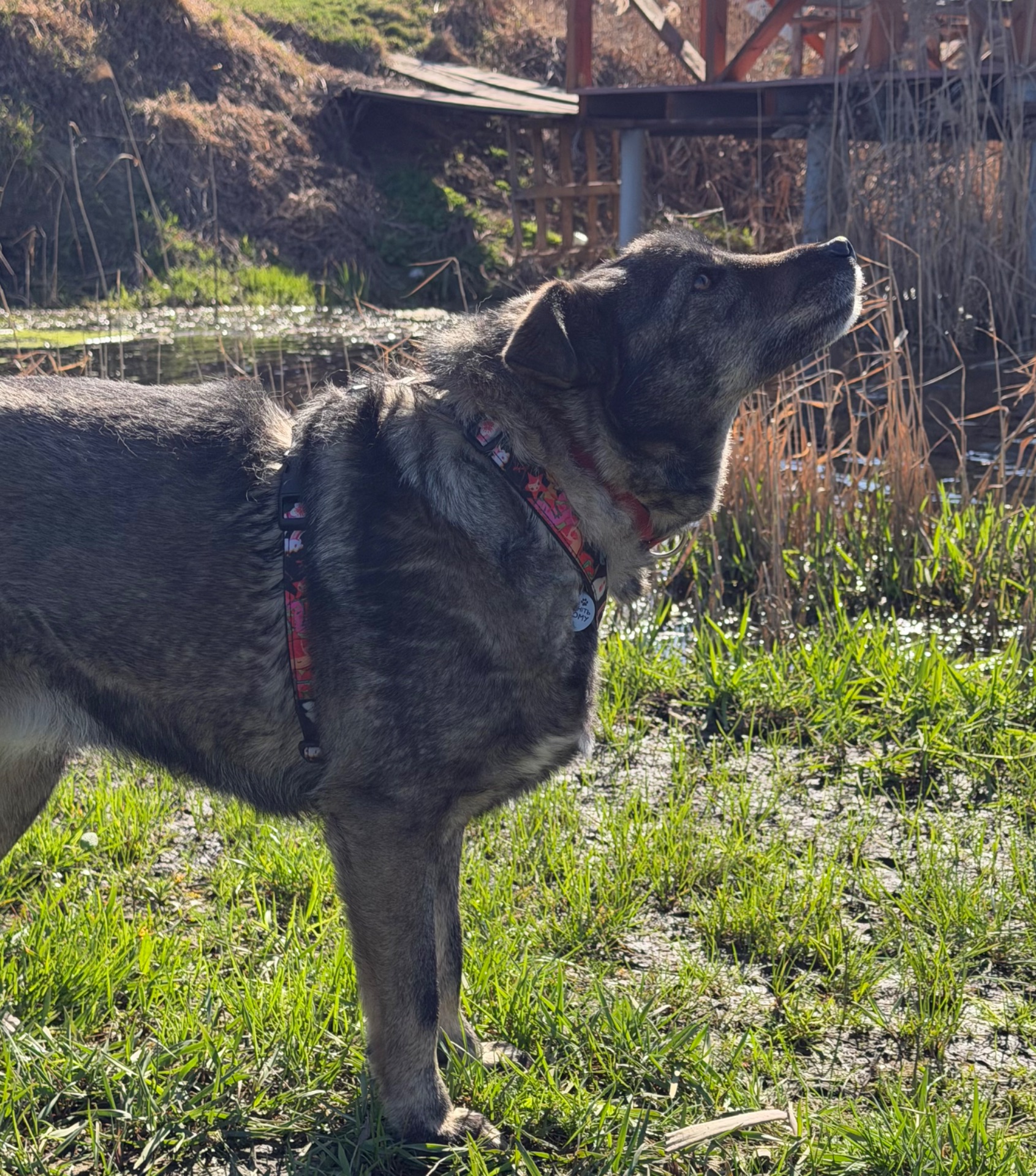 Собака спокійний характер Кося