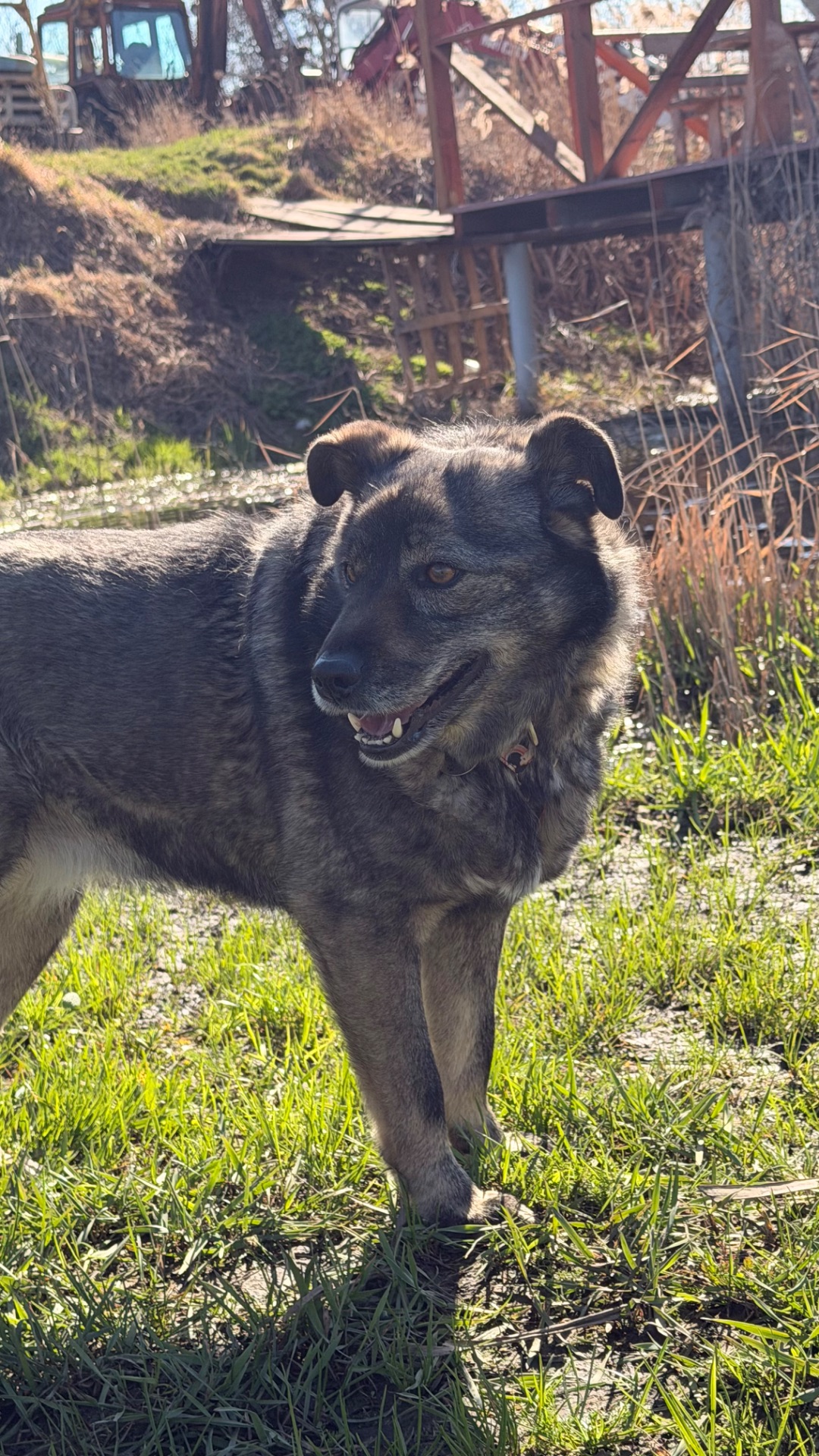 Собака спокійний характер Кося