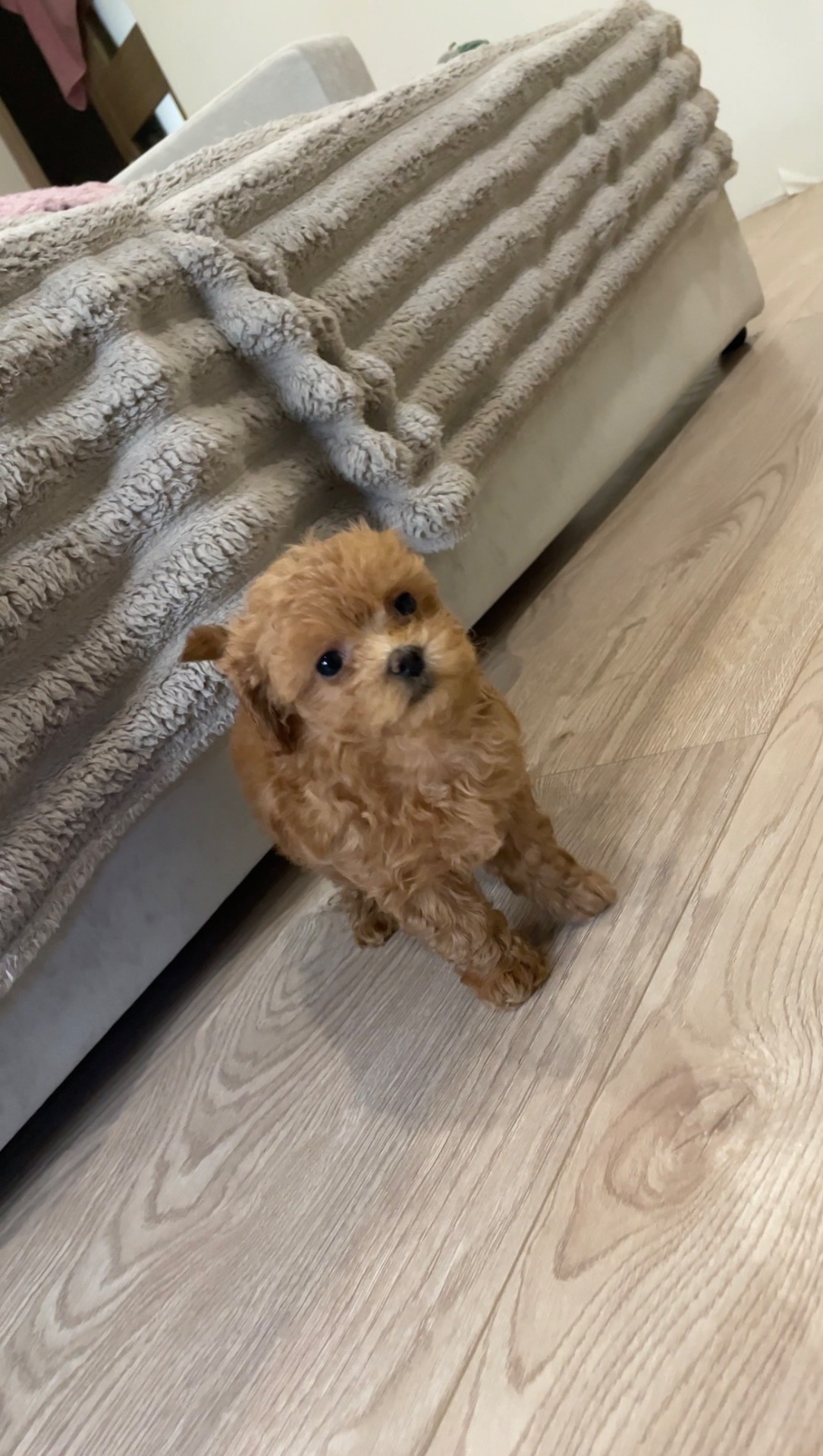 🐶 Дівчинка Мальтіпу ф2— маленьке щастя шукає родину ❤️