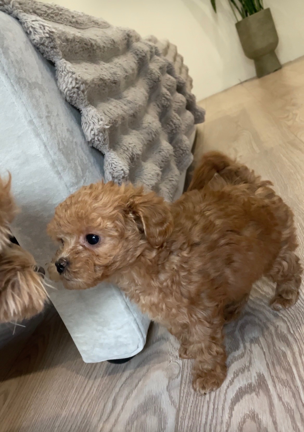 🐶 Дівчинка Мальтіпу ф2— маленьке щастя шукає родину ❤️