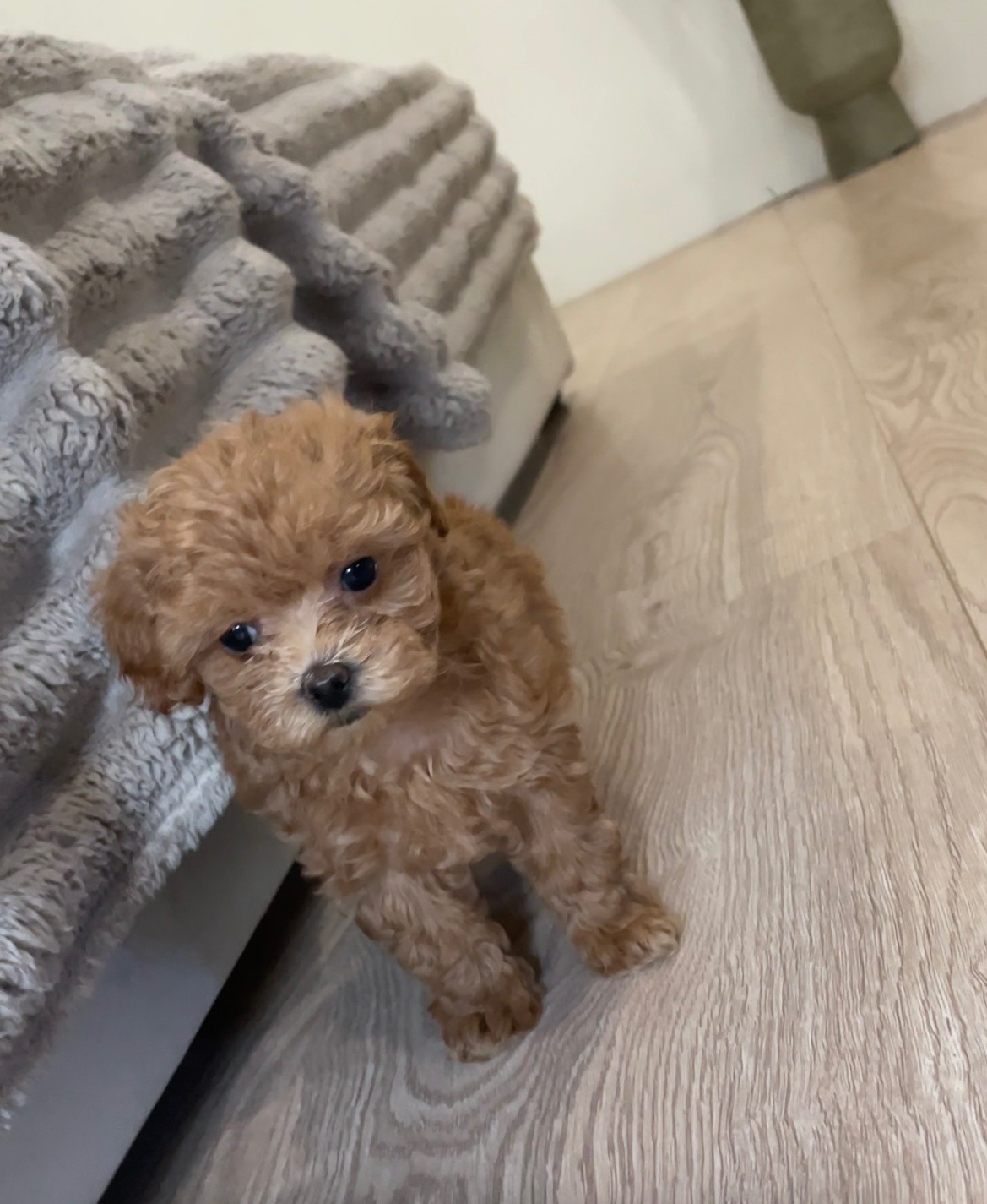 🐶 Дівчинка Мальтіпу ф2— маленьке щастя шукає родину ❤️