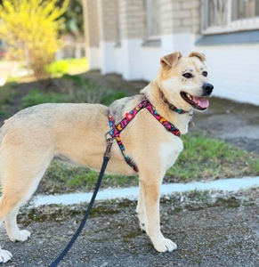 Біла собака Маруся