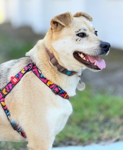 Біла собака Маруся