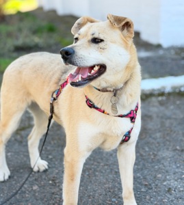 Біла собака Маруся