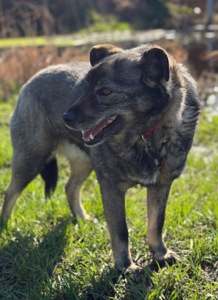Собака спокійний характер Кося