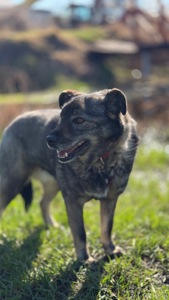 Собака спокійний характер Кося