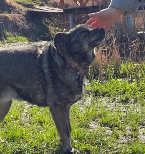 Собака спокійний характер Кося