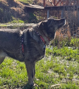 Собака спокійний характер Кося