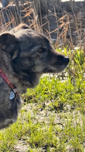 Собака спокійний характер Кося