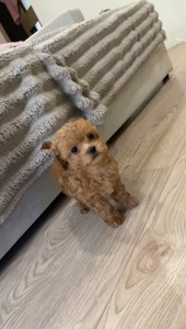 🐶 Дівчинка Мальтіпу ф2— маленьке щастя шукає родину ❤️