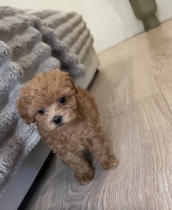 🐶 Дівчинка Мальтіпу ф2— маленьке щастя шукає родину ❤️