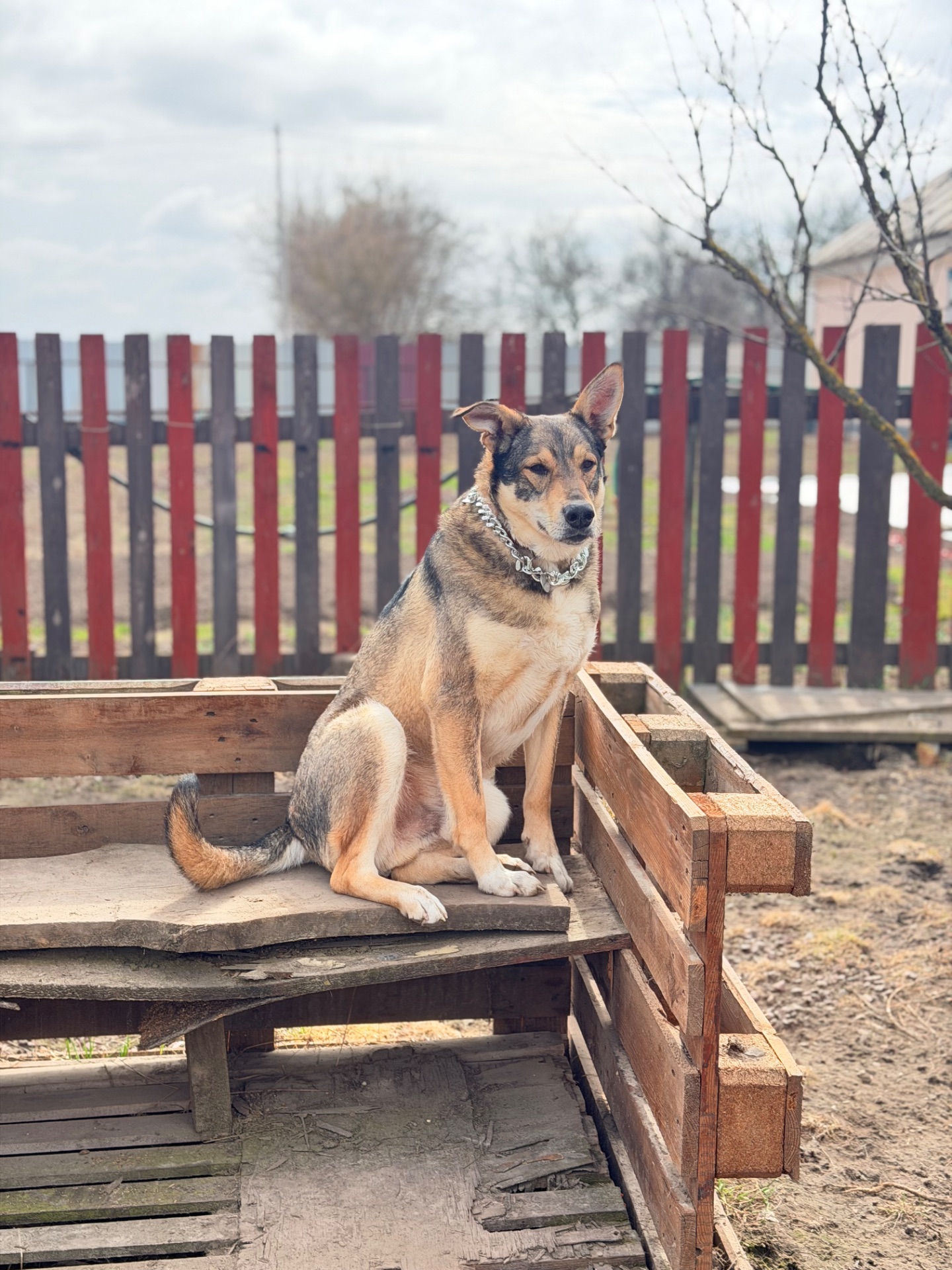 Вовкособ собака з притулку кобель