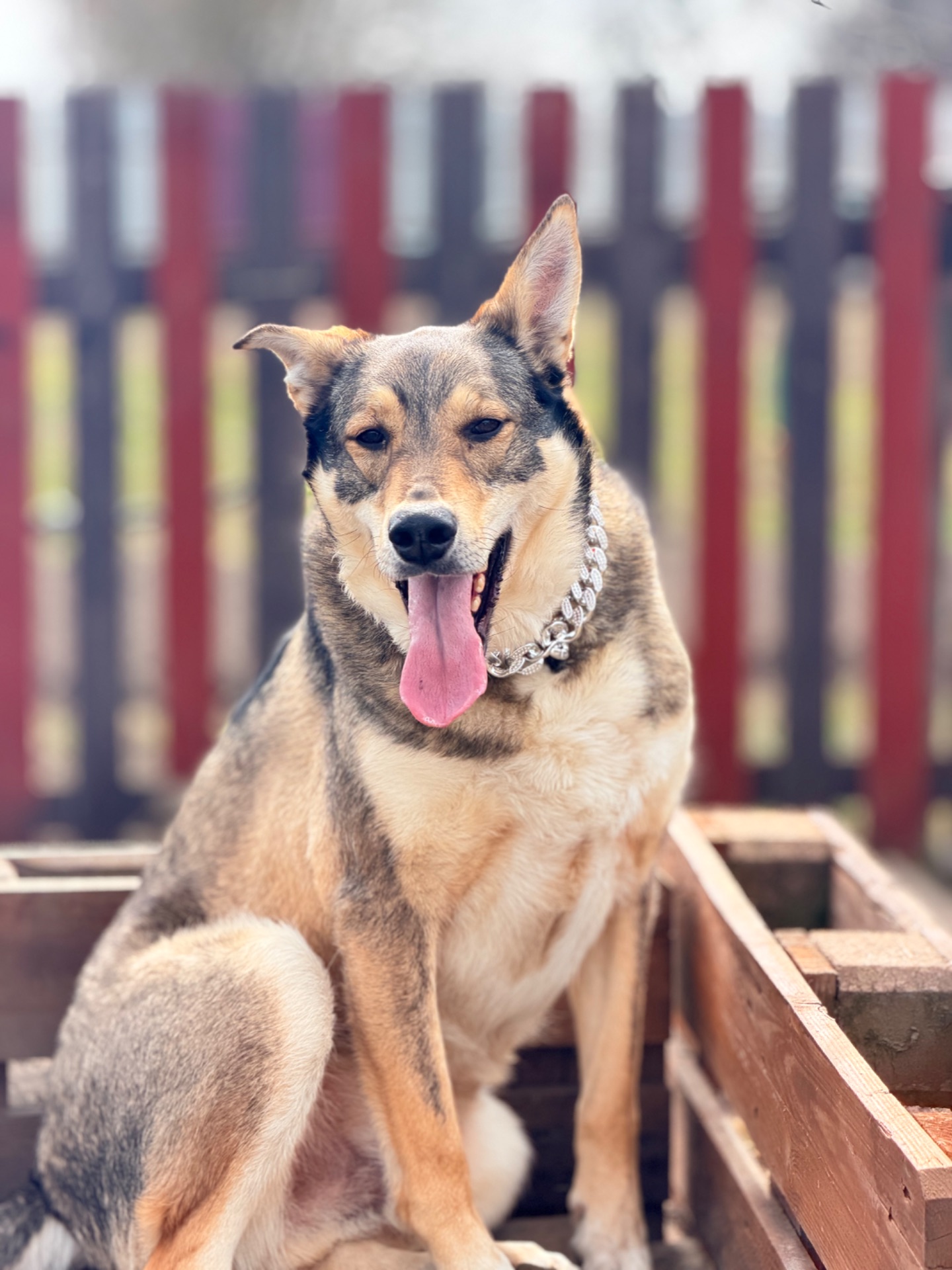 Вовкособ собака з притулку кобель