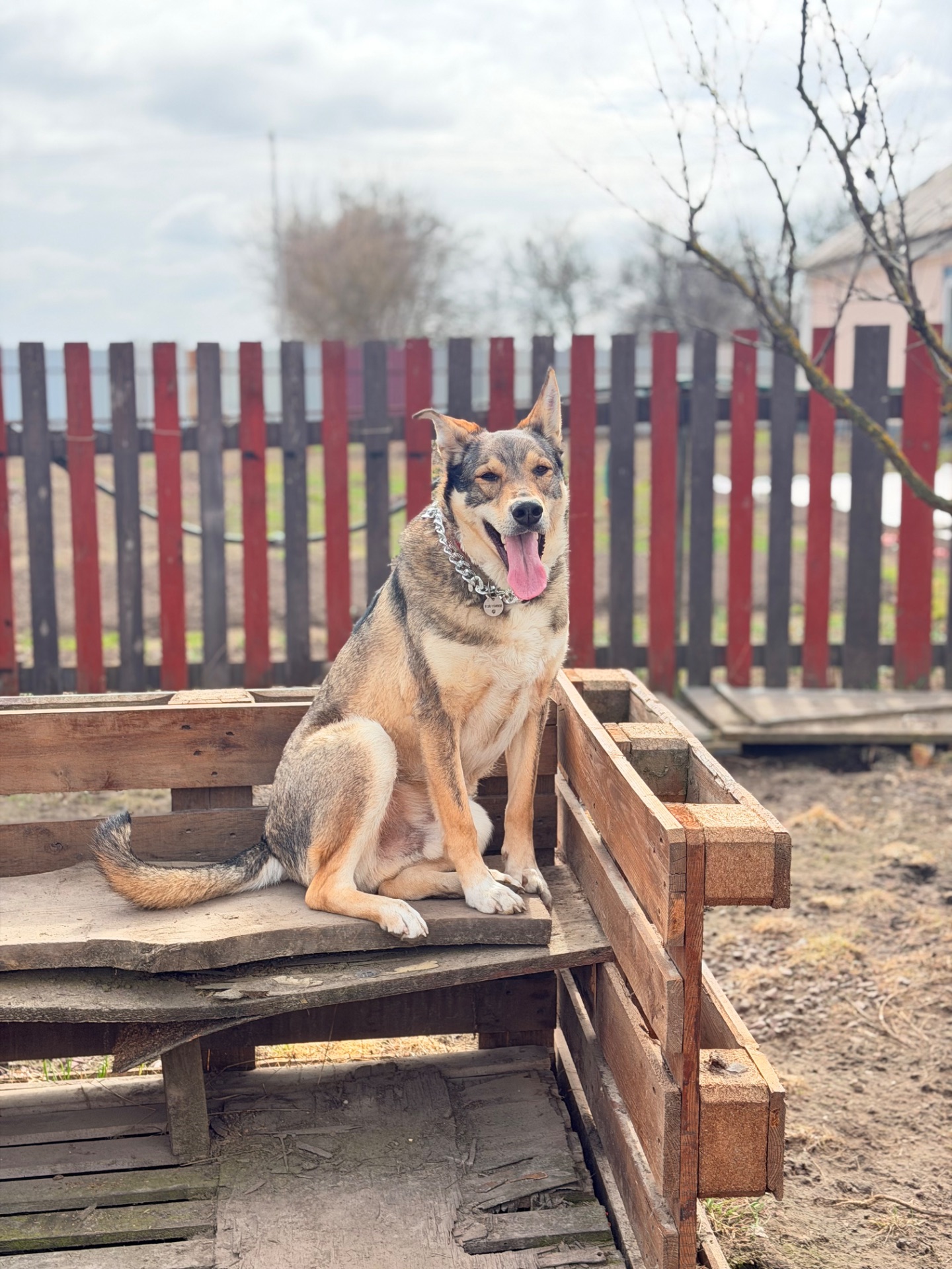 Вовкособ собака з притулку кобель