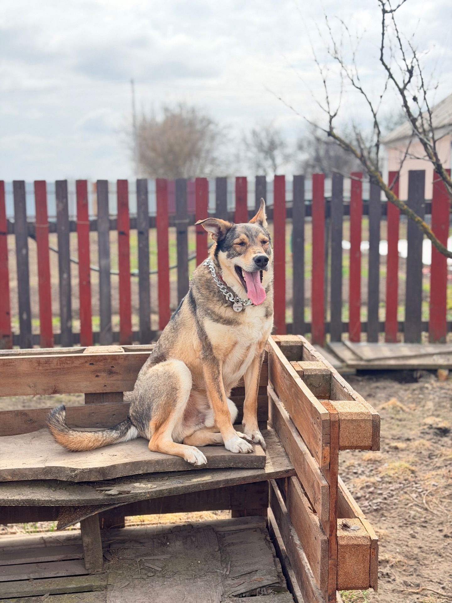 Вовкособ собака з притулку кобель