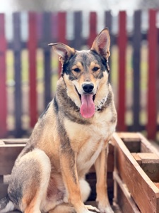 Вовкособ собака з притулку кобель