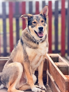 Вовкособ собака з притулку кобель