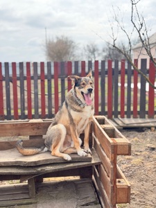 Вовкособ собака з притулку кобель