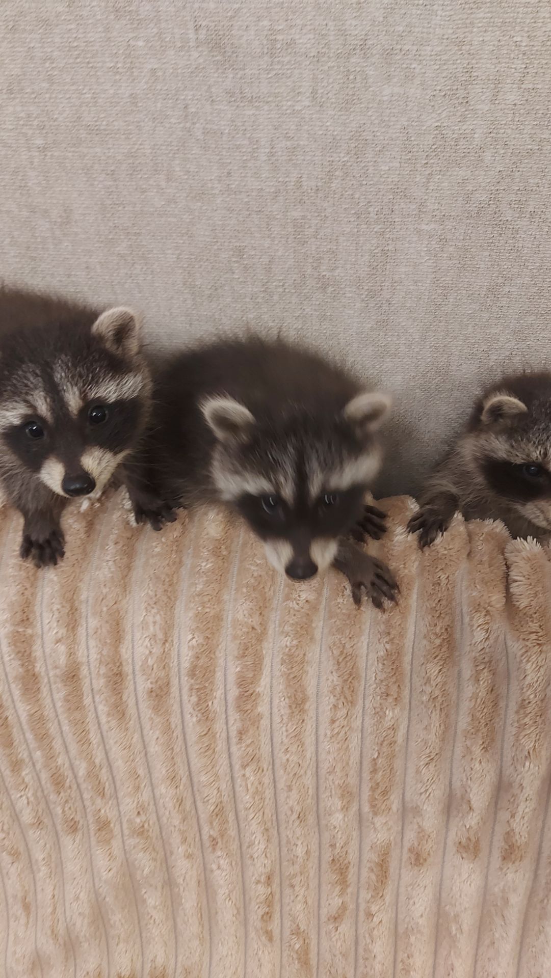 Еноты оптом и розницу