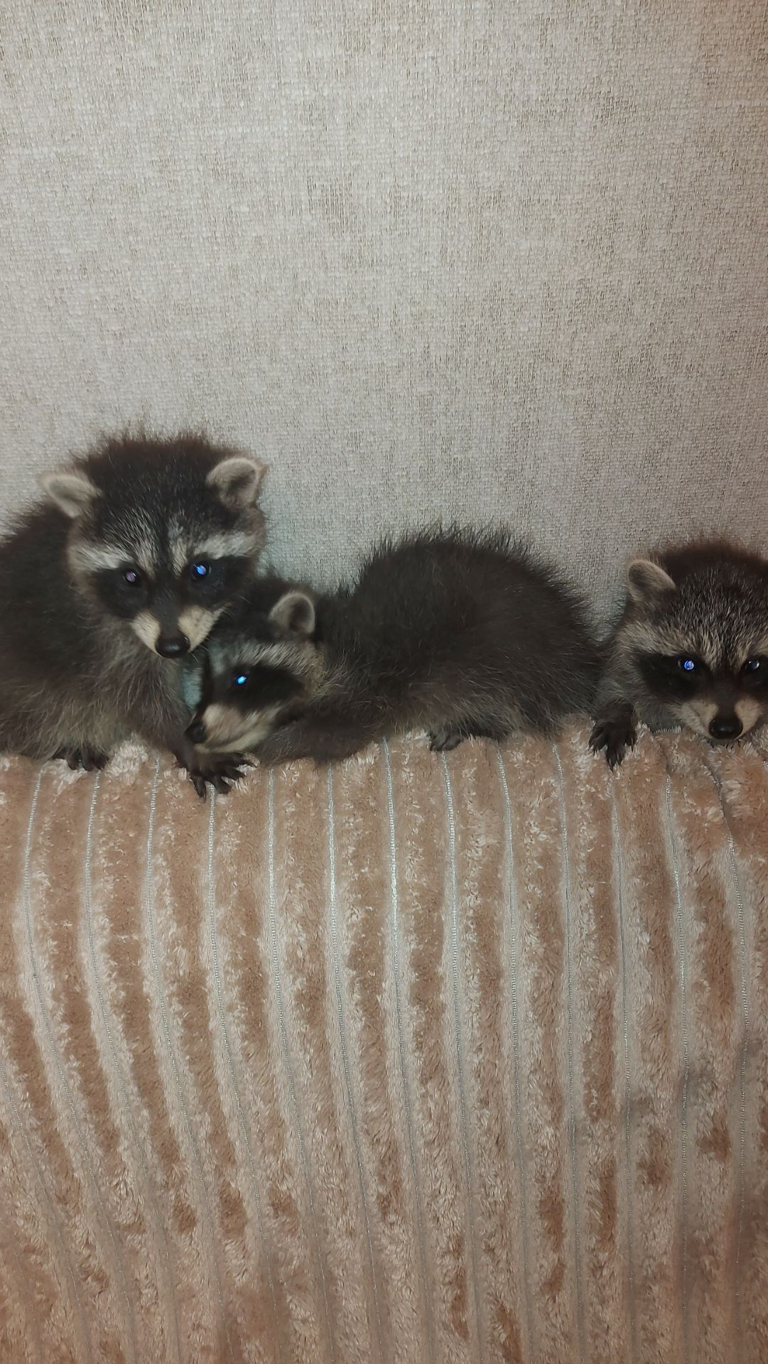 Еноты оптом и розницу