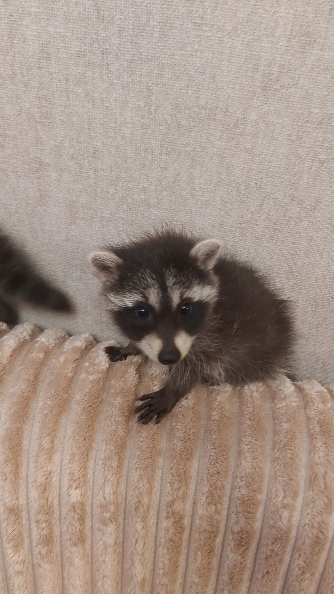 Еноты оптом и розницу